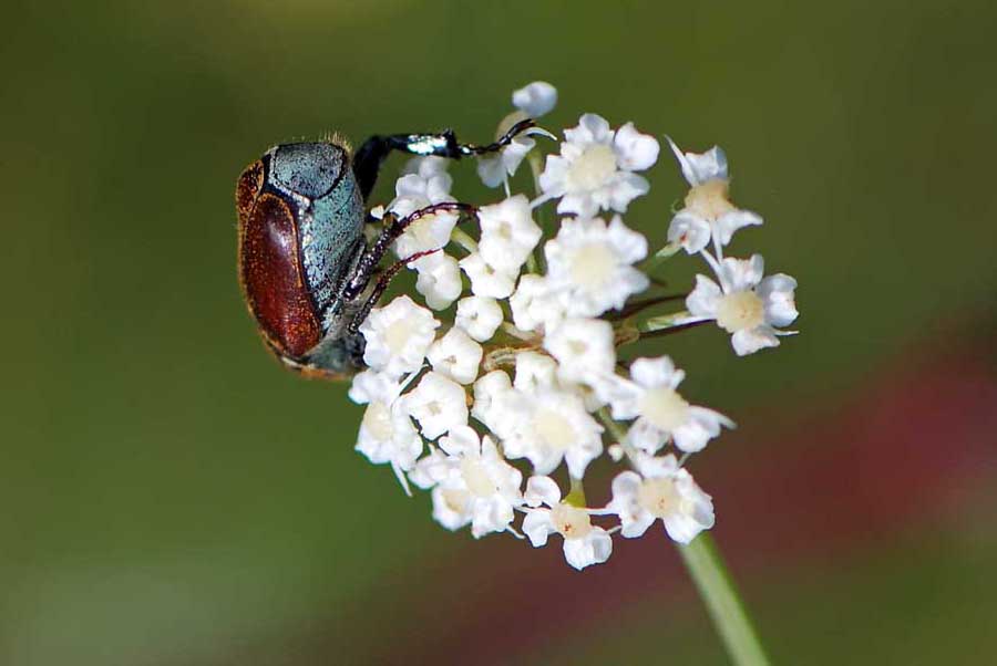 Dal Vicentino, da identificare: Hoplia argentea